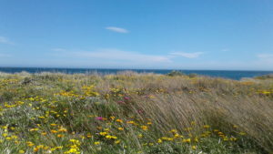 Sometimes, you have to go where the wind blows, like the summer grass in this photo. Which is exactly what we did, when Ashley set out to create a new beginning for our book.