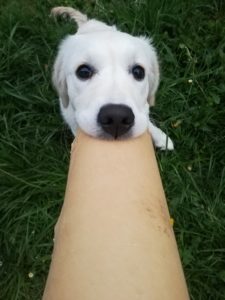Ashley's pup is full of life. I don't think he ever feels nervous about anything! Reilly, Ashley's golden retriever is pictured here playing with a cardboard tube.