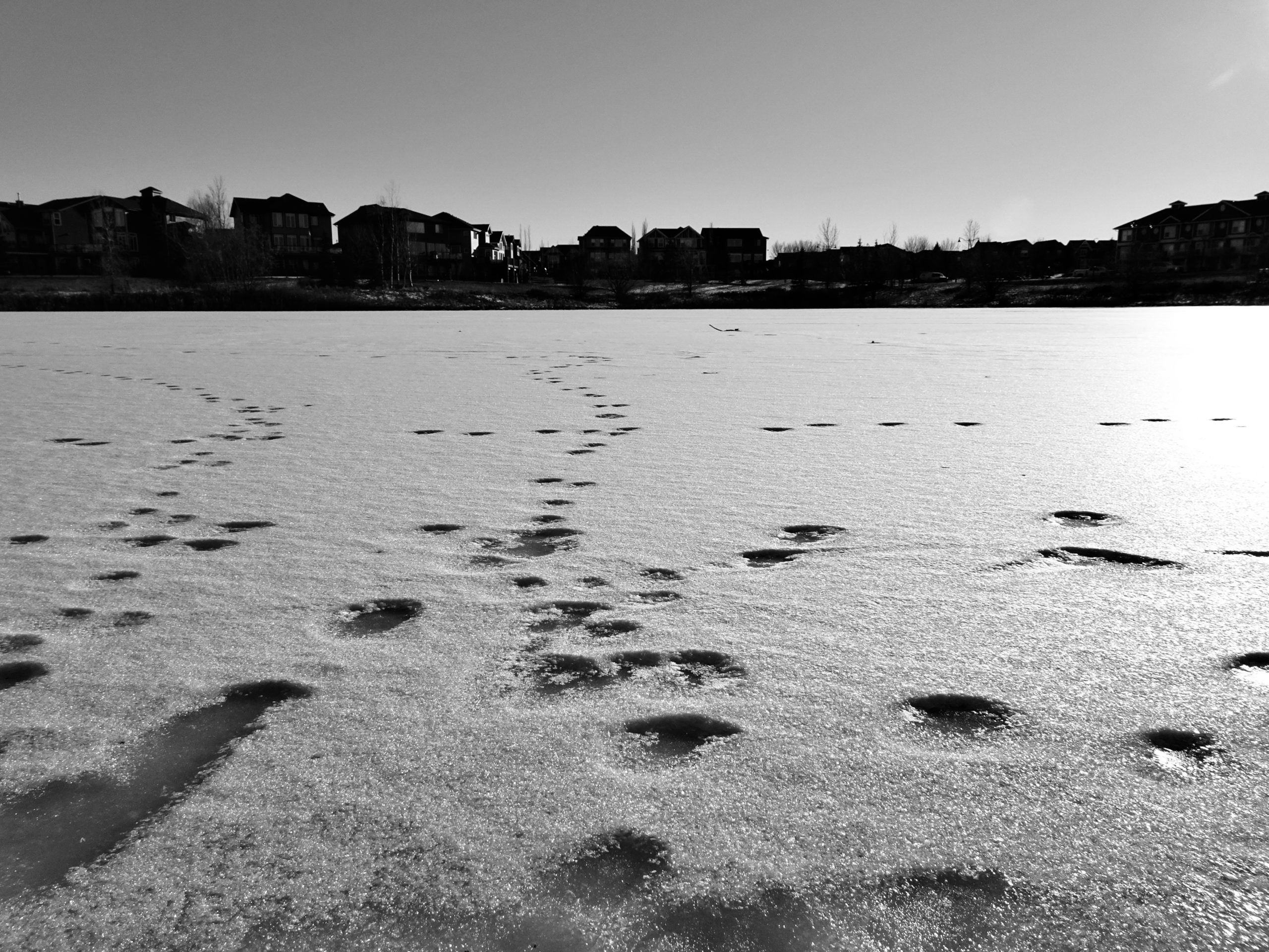 Image of the storm pond, with some animal tracks going across the thin ice.
