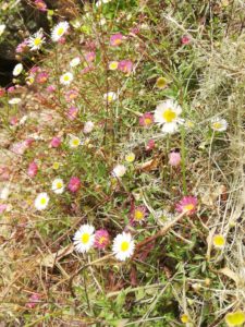 Another year has gone by, and in New Zealand fresh summer daisies are springing up to signal new growth and new hope.