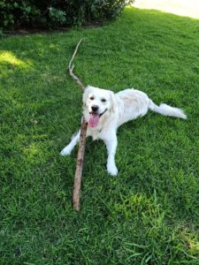 Another thing that has gained momentum is Ashley's active pup! Especially when he gets hold of a stick!