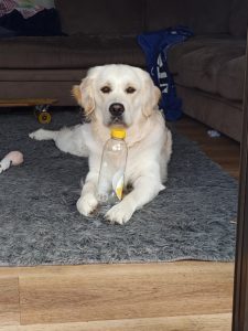 This fellow is always original. Ashley's dog playing with a bottle